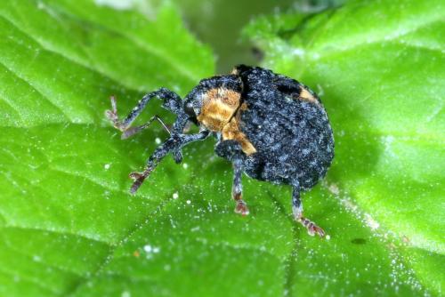 Cionus tuberculosus